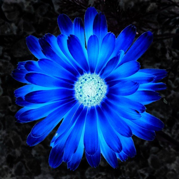 Blue Flower