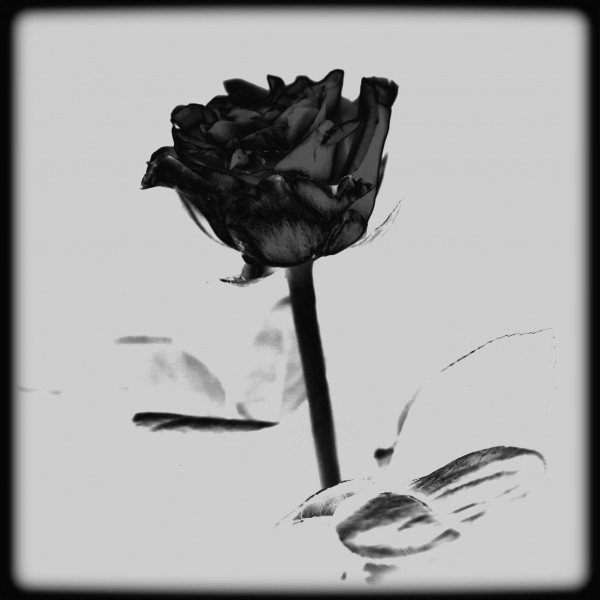 Black Rose